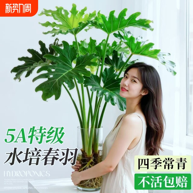 春羽水培植物室内盆栽客厅办公室桌面绿植花卉大叶龟背竹水养绿植