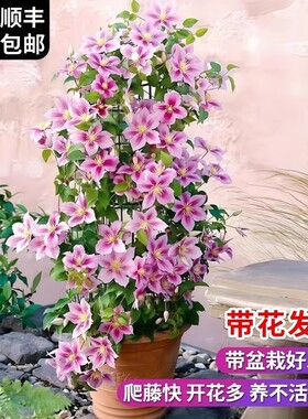 铁线莲苗爬藤植物庭院绿植花卉盆栽乌托邦银币阳台四季开花特大苗