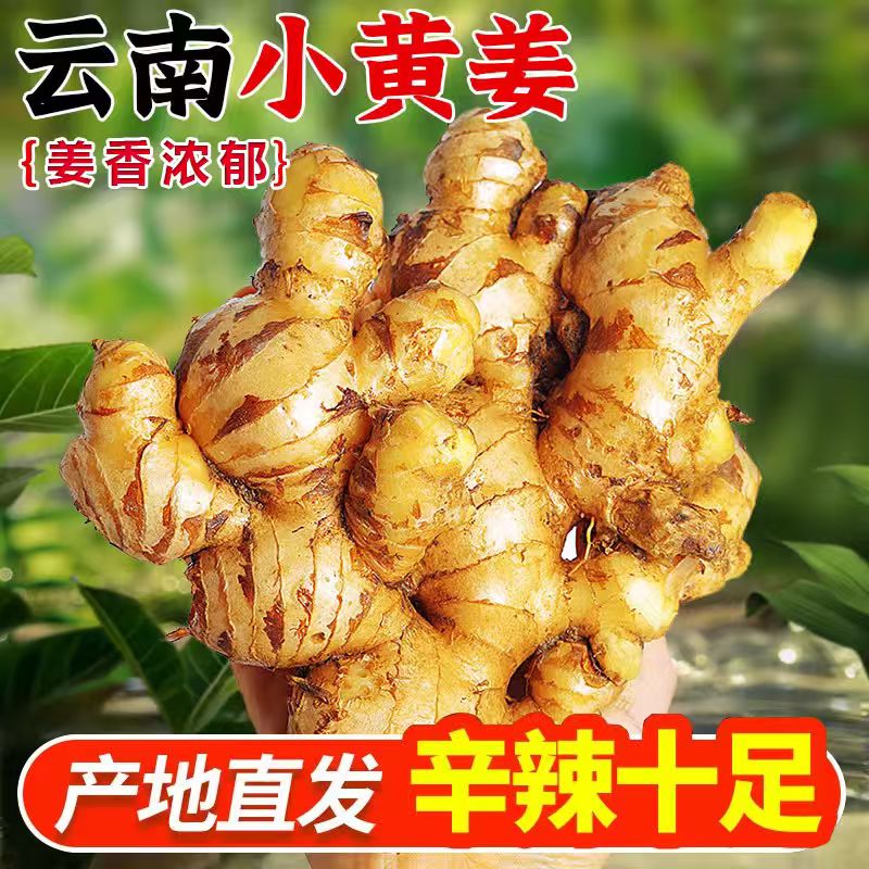 2025正宗云南小黄姜5斤新鲜嫩生姜现挖高山沙姜嫩姜土姜蔬菜包邮