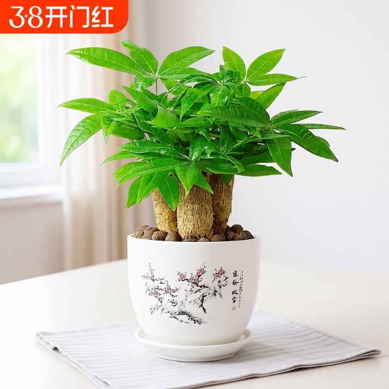 发财树盆栽室内桌面小盆景大发财树苗四季花卉绿植客厅土培办公室