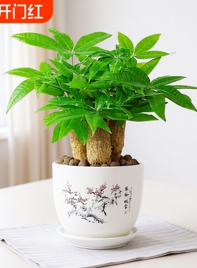 发财树盆栽室内桌面小盆景大发财树苗四季花卉绿植客厅土培办公室
