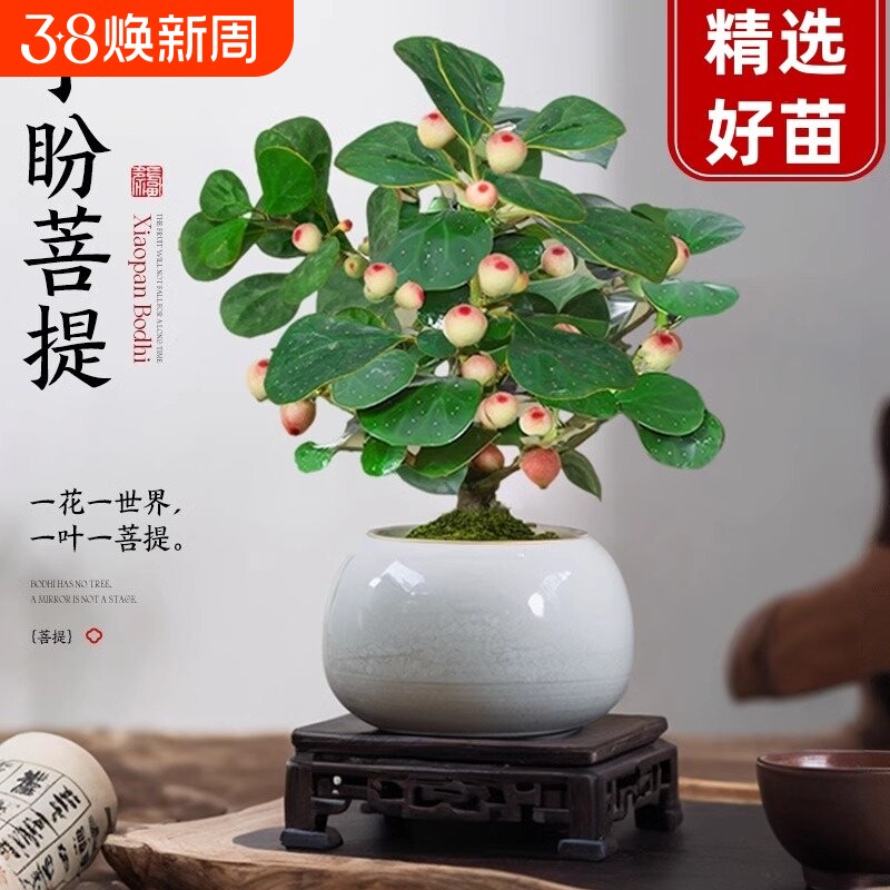 菩提树盆景小盼菩提盆栽禅意小盆栽室内绿植客厅乔木办公桌造型