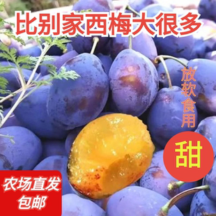 正宗西梅新鲜水果当季整箱5斤李子甜蓝蜜特大法兰西优质