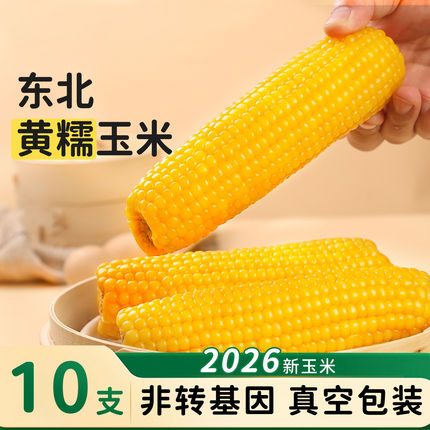 东北黄糯玉米当季粗粮主食软糯黄低脂轻食代餐真空健康生鲜香甜