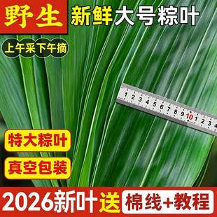 新鲜粽子叶粽叶新鲜大粽叶棕叶野生精选大粽叶子包粽子箬叶