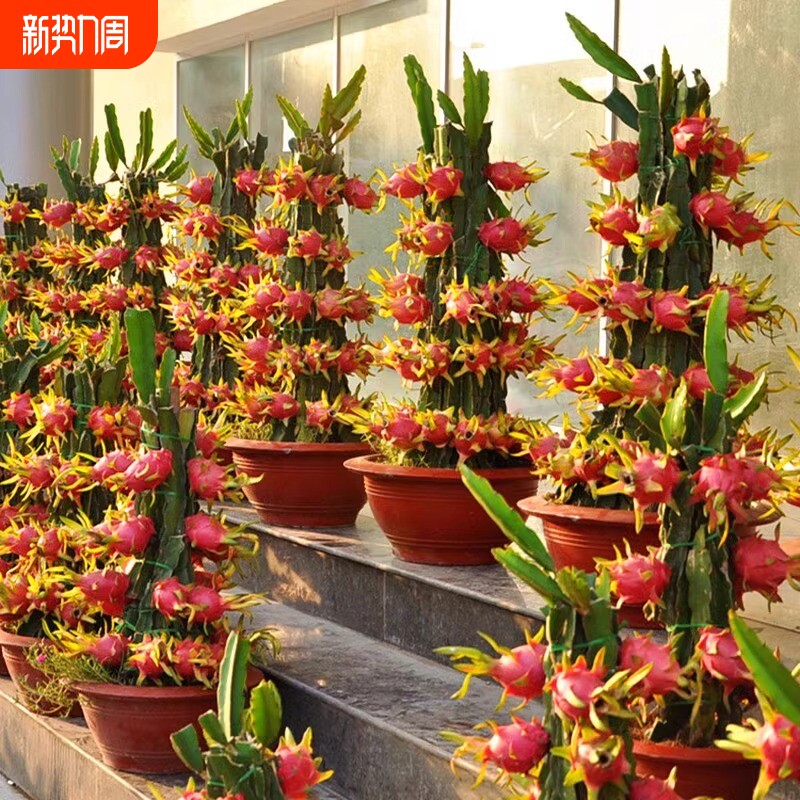 当年结果红心火龙果苗南北方庭院阳台盆栽地栽种植新品火龙果树苗