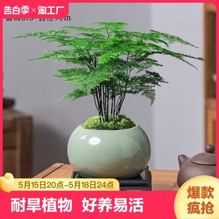 常青 文竹盆栽植物室内办公室水培客厅懒人小绿植花卉大全盆景四季