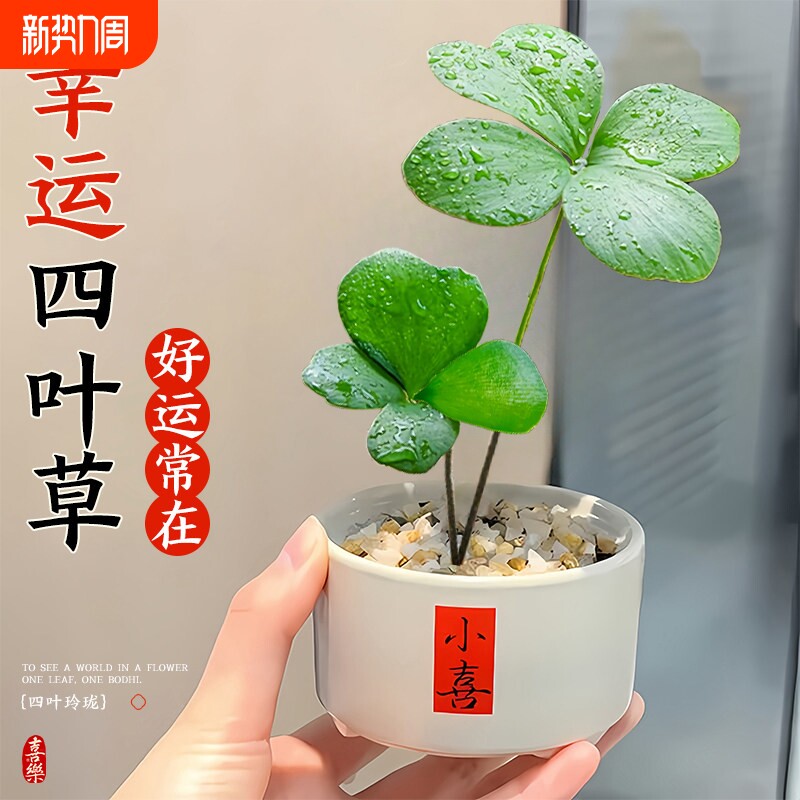 墨西哥铁树四叶草盆栽办公室内情绪稳定幸运草桌面旺财绿植物摆件