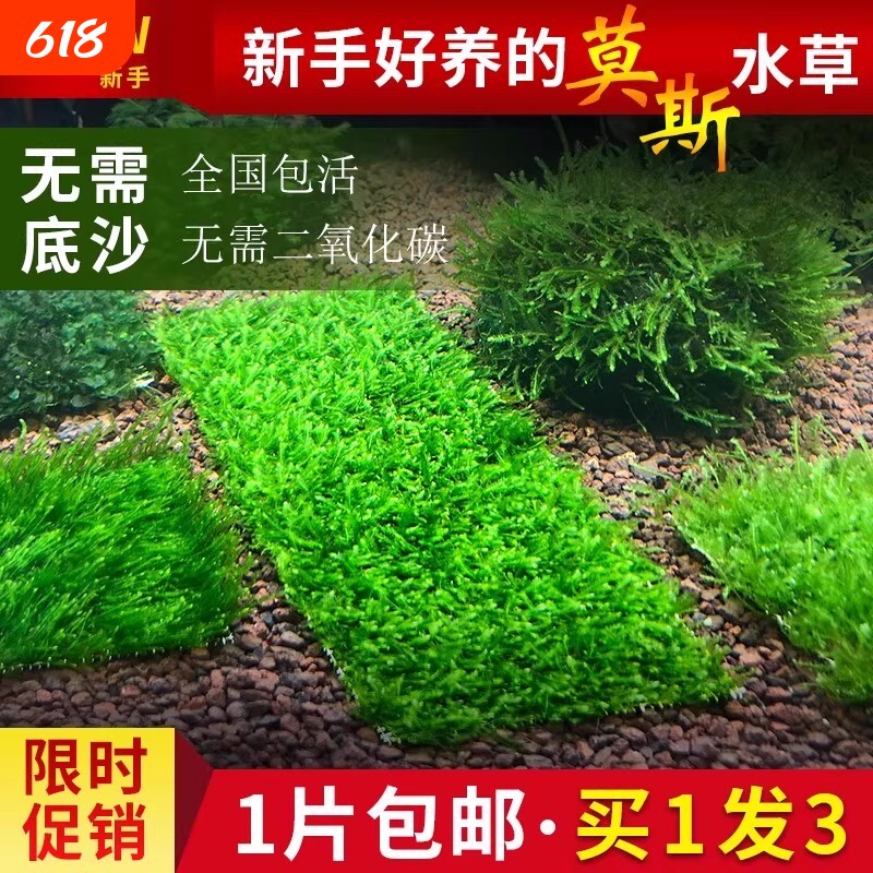 鱼缸莫斯水草慕斯片球沉木大三角垂泪前景造景小水草矮珍珠生态