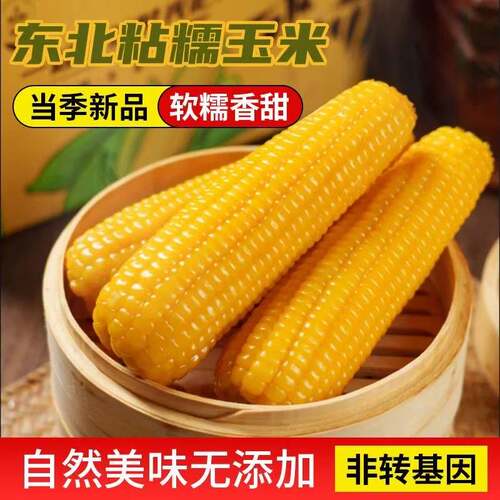 东北黄糯玉米棒真空包装拉丝加热即食玉米精选真空装香甜早餐抗饿