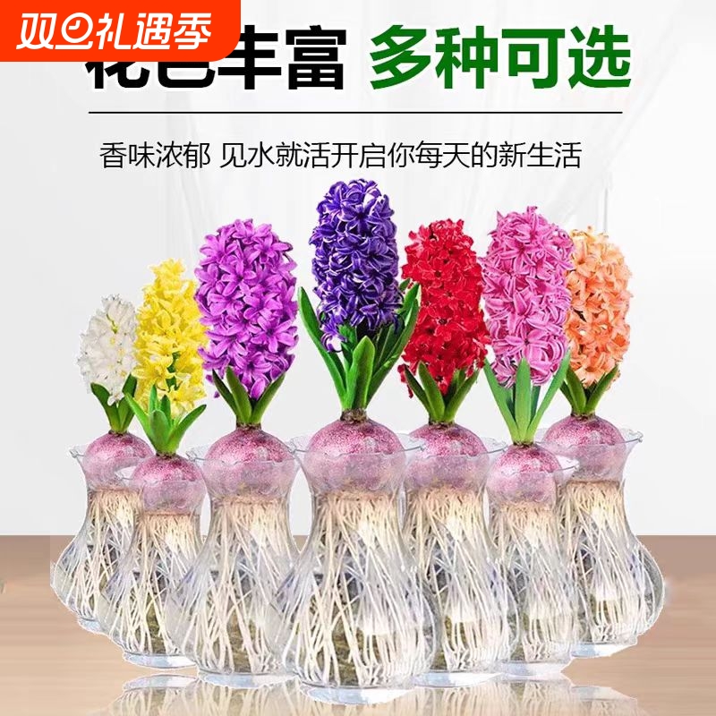 进口风信子水培种球土培花卉盆栽四季活耐寒冬天开花种子多年生