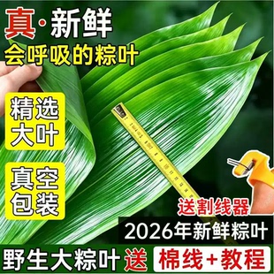 粽子叶棕叶新鲜大号包粽子的叶子免邮端午节商用批发新叶干粽叶特