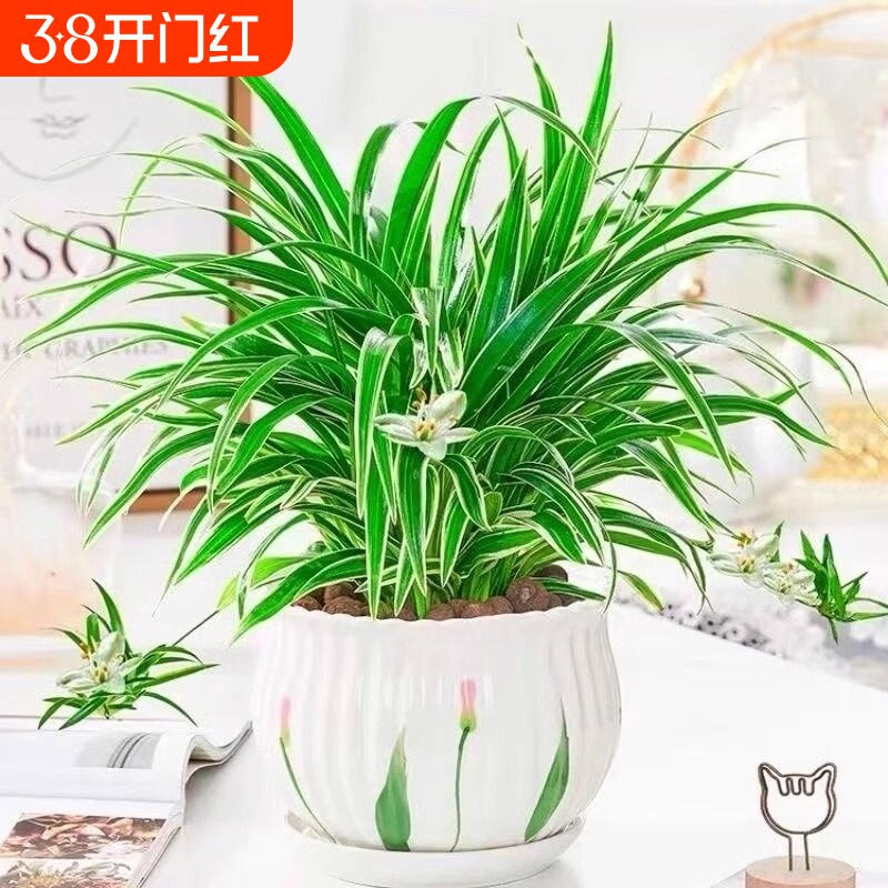 金边吊兰盆栽花卉植物室内阳台净化空气小绿植水培办公桌耐阴