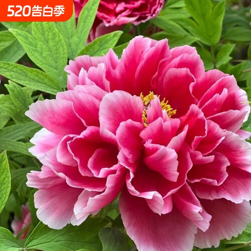 芍药花苗抗寒易活盆栽根块带芽菏泽重瓣大花四季花卉室内庭院植物