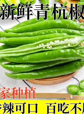 正宗杭椒新鲜农家现摘青辣椒应季尖椒时令蔬菜直发炒肉鲜辣香辣