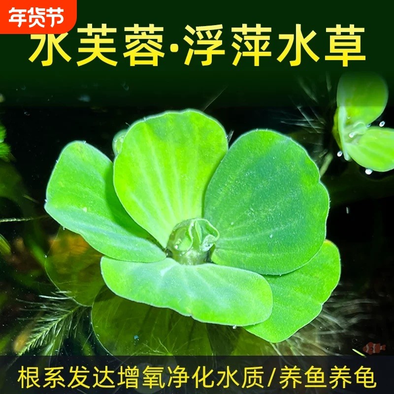 水芙蓉懒人水生水培造景增氧净化水质植物鱼池活体淡水草套餐养龟
