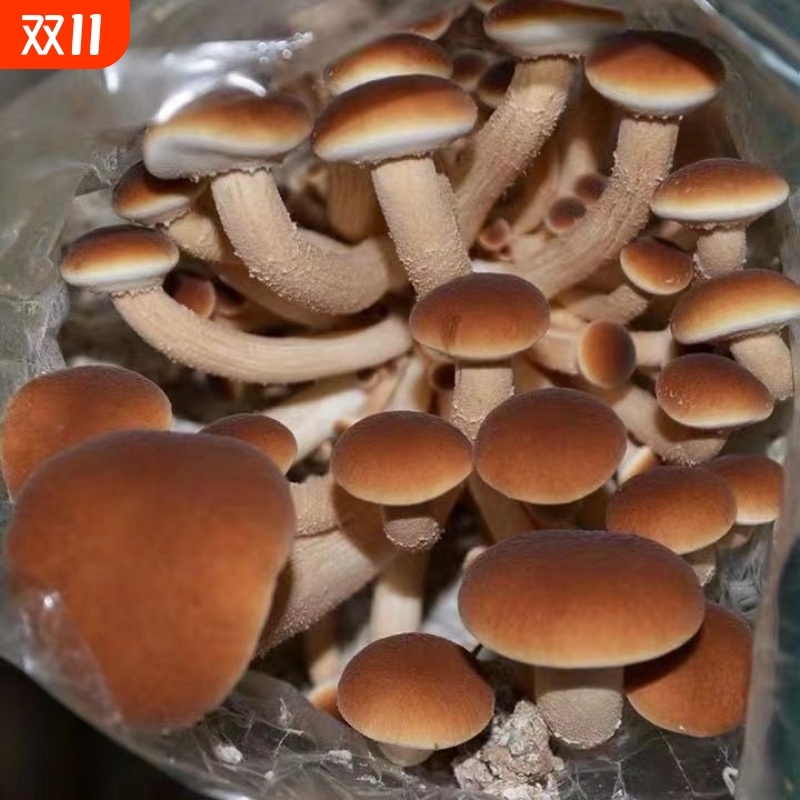 茶树菇菌种蘑菇家庭菌包菌棒阳台袋盆袋栽好吃食用菌蘑菇种植菌