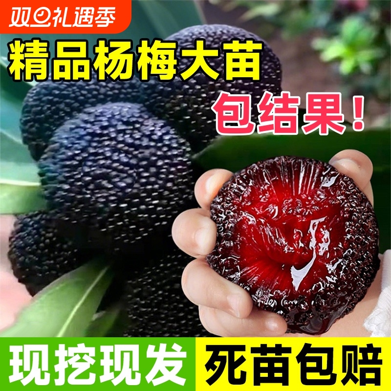 仙居东魁杨梅树树苗南方当年结果嫁接荔枝水果树果苗特大东槐庭院