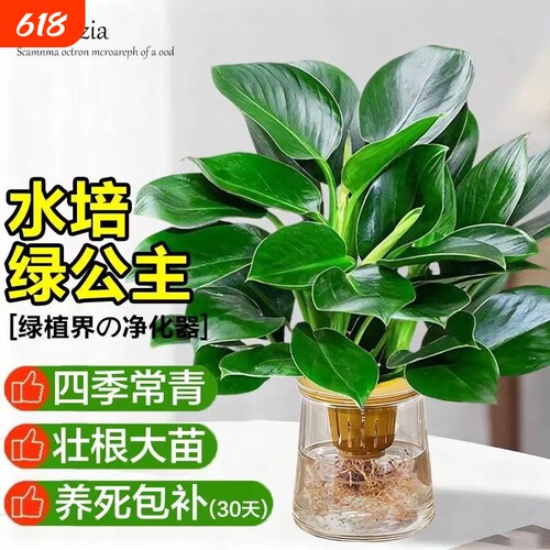 金钻盆栽水培大叶绿公主植物室内绿植富贵竹好养绿萝客厅甲醛精品