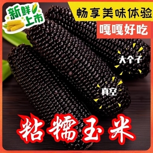 东北黑糯玉米新鲜甜玉米食即真空非转基因头茬黏糯玉米