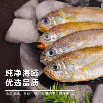 新鲜黄花鱼东海野生批发黄花鱼特级小黄鱼冰鲜生鲜海鲜冷冻黄花鱼