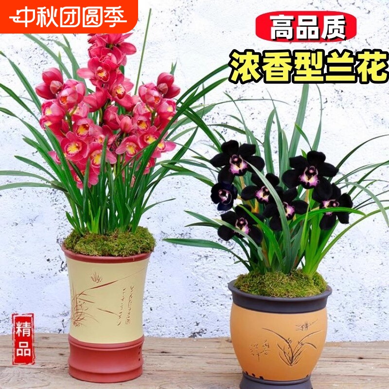 精品蝴蝶兰浓香|超2000次加购图片