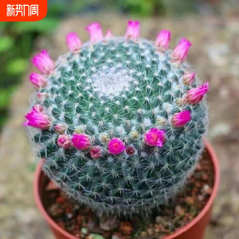 大玉翁仙人球开花室内盆栽防绿植小植物仙人掌多肉万重山阳台精品