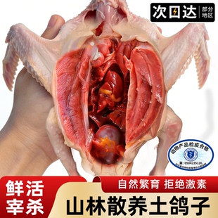 鸽子肉新鲜现杀山林散养孕产妇炖汤有营养生鲜鲜活土鸽子乳鸽鸽子