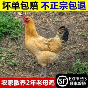 正宗土鸡农家散养2年老母鸡2只黑草鸡走地鸡月子笨鸡乌鸡新鲜现杀