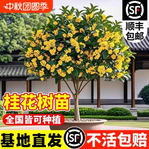 桂花树苗八月桂金桂丹桂四季桂盆栽大树多季开花庭院别墅地栽
