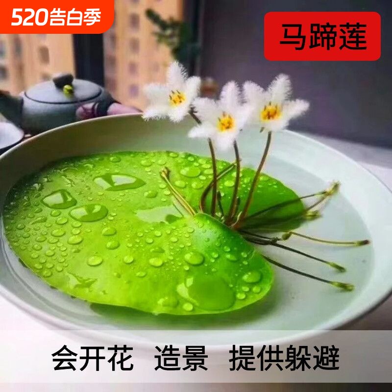 一叶莲浮萍水草植物鱼缸造景水培植物水葫芦和鱼共养古法增氧开花