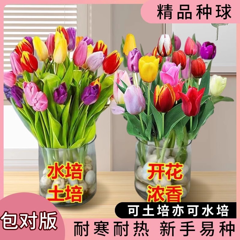 郁金香种球庭院阳台花卉盆栽地载图片