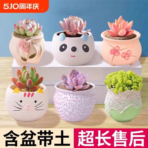 多肉植物室内大颗小盆栽