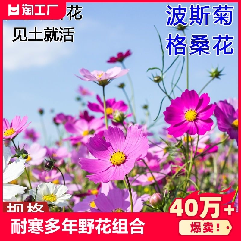 庭院波斯菊种子四季格桑花籽野花组合室外月见草播种开花鲜花易活