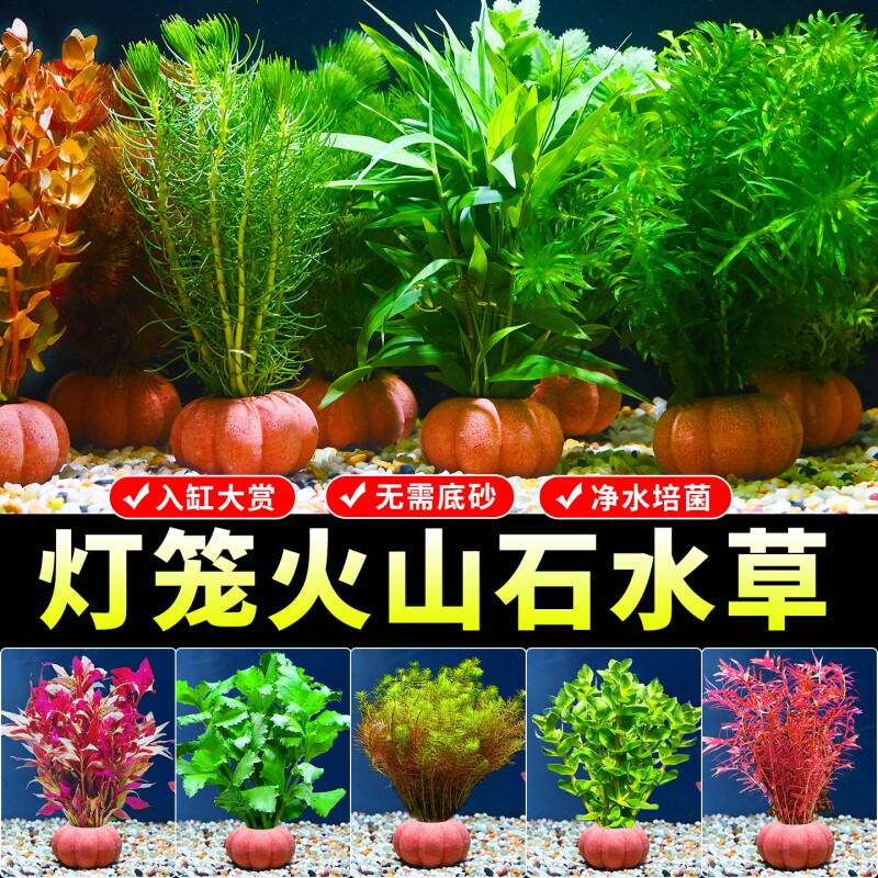 鱼缸灯笼火山石水草植物鱼缸造景绿菊蜈蚣草水榕阴性净水增氧真草