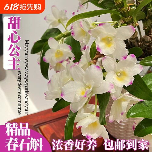 名贵春石斛兰花苗甜心公主室内阳台好养勤花浓香洋兰花卉绿植盆栽