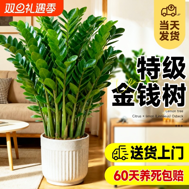 特级金钱树大型绿植室内客厅办公室除甲醛招财旺宅乔迁送礼大盆栽