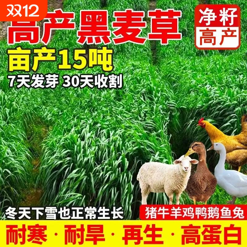 黑麦草种籽子种四季多年生牧草种子耐寒养殖冬季鱼草高产四倍体