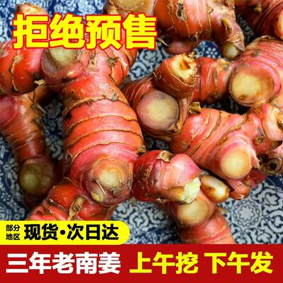 正宗潮汕南姜新鲜山姜良姜红皮白现挖生姜三年老次日食用