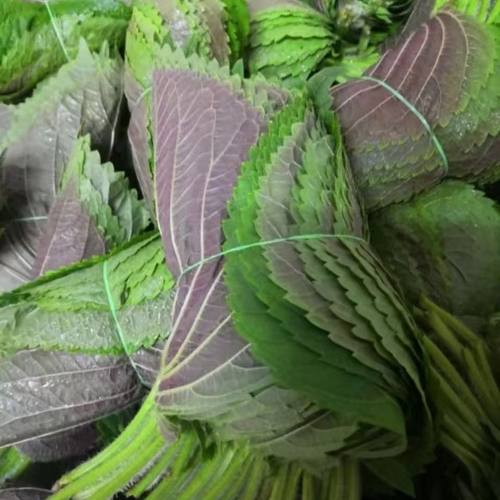东北苏子叶新鲜紫苏叶苏叶苗野菜蘸酱菜泡菜咸菜火锅菜食用烤肉