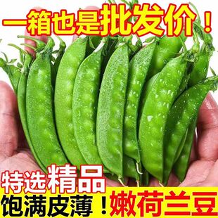 现摘荷兰豆当季 豆脆甜扁豆角 农家时令蔬菜新鲜豌豆荚甜豆青豆四季