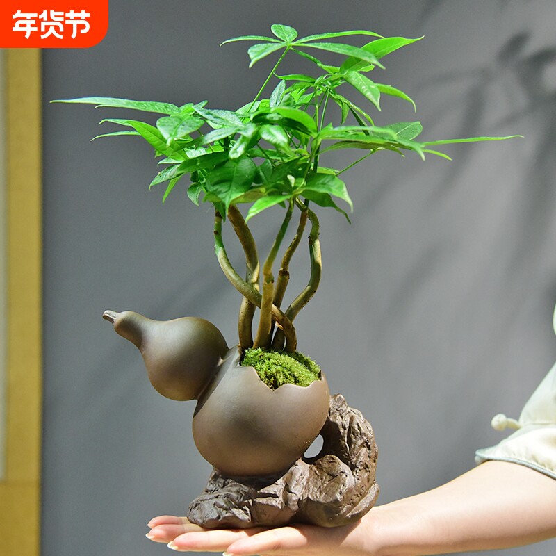 发财树盆栽室内盆景绿植客厅桌面四季常青好养乔迁装饰植物摆件