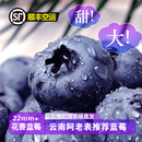 顺丰EMS空运云南头茬现摘蓝莓鲜果当季 高山25花香吃新鲜水果