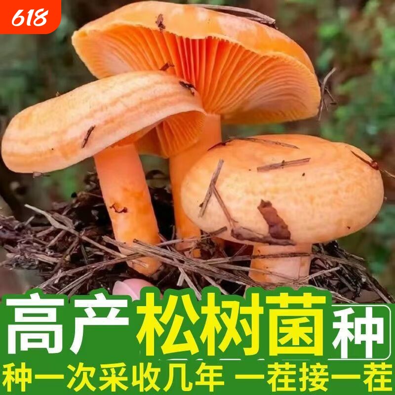 松树菌乌枞松菌黄松菌黄枞菌松针蘑菇四季可种菌包原种菌种阳台