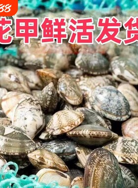 海鲜新鲜吐沙花甲鲜活花蛤蜊花蚬子杂色蛤蜊野生贝类批发锡纸水产