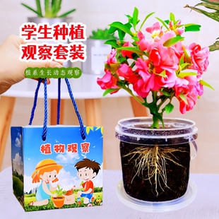 凤仙花种籽四季小学生科学实验观察指甲花儿童种植小盆栽植物种子