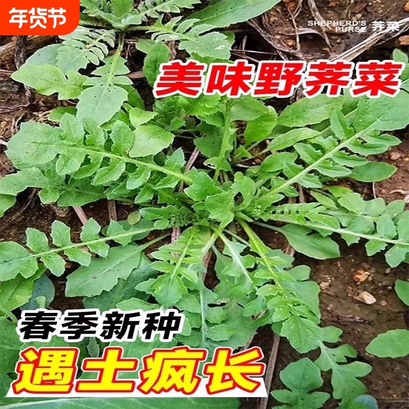 荠菜种籽老品种大叶荠菜种子春季播蔬菜籽种大全四季秧苗茼蒿野生