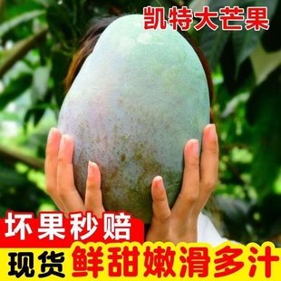 正宗四川攀枝花凯特芒当季新鲜超甜大青芒果整箱批发