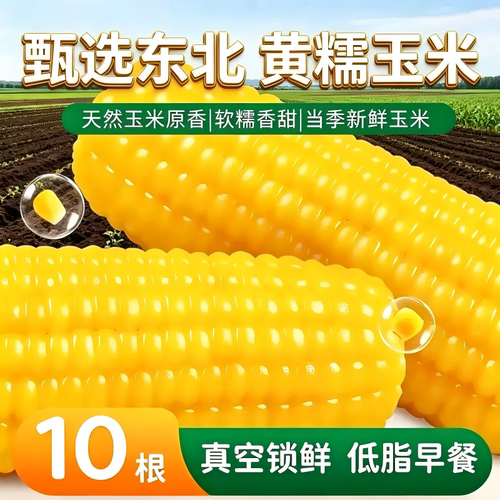 黄糯玉米真空包装新鲜黏玉米棒粘苞谷粗粮主食低脂早餐真空装香甜