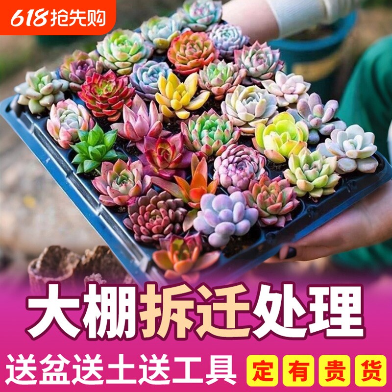 多肉植物室内带盆组合小盆栽带桩大颗好养活多品种花卉绿植营养土